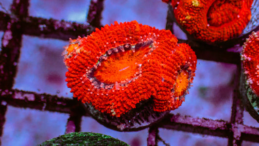 B145 Red Acan