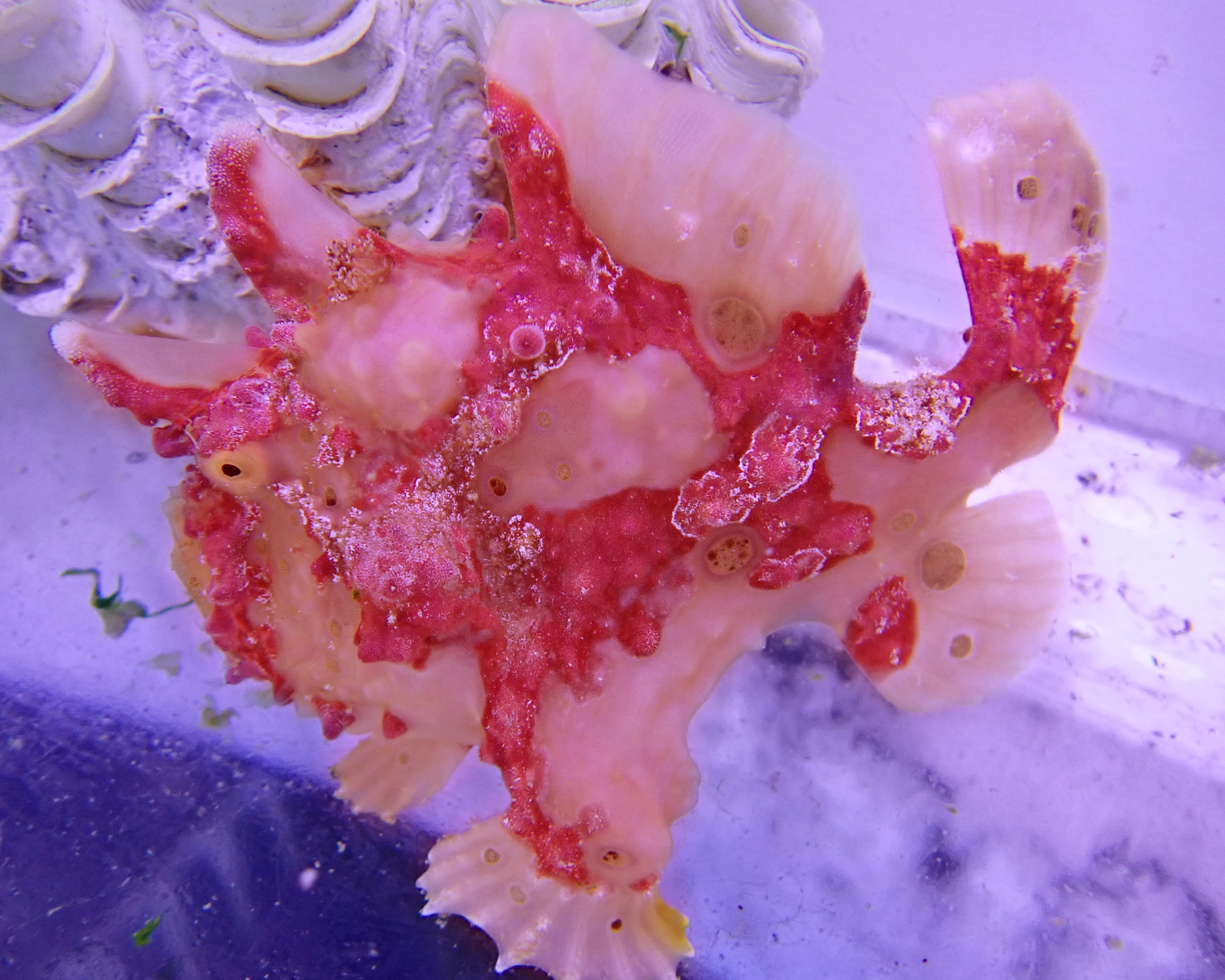 pre order frogfish