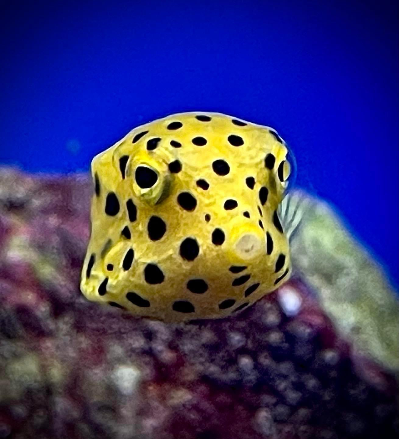 Pre order boxfish