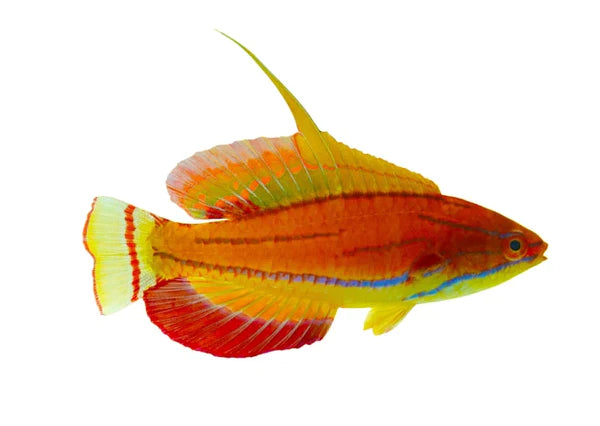 Pre Order wrasses