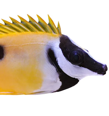 Pre order Foxface/Rabbitfish