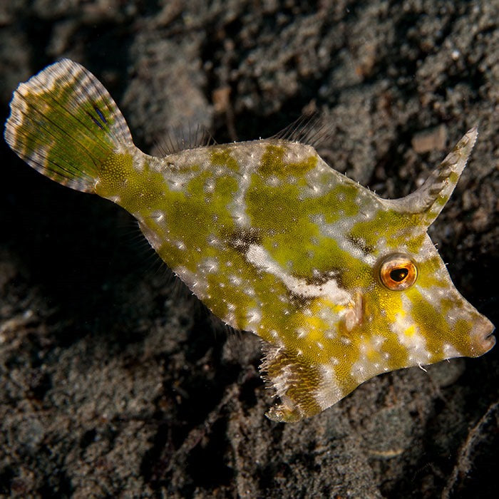 Pre order Filefish