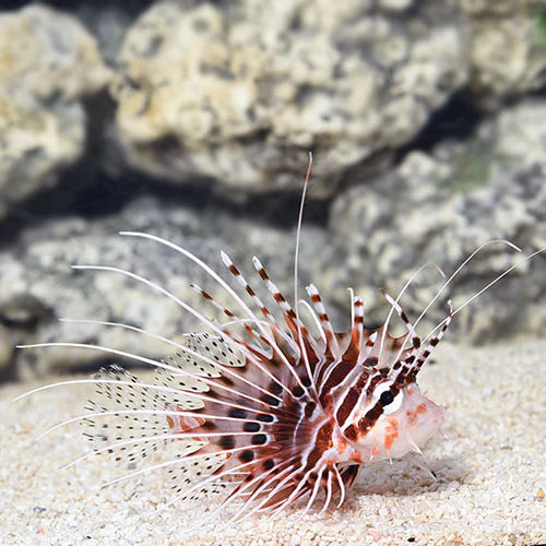 Pre Order lionfish