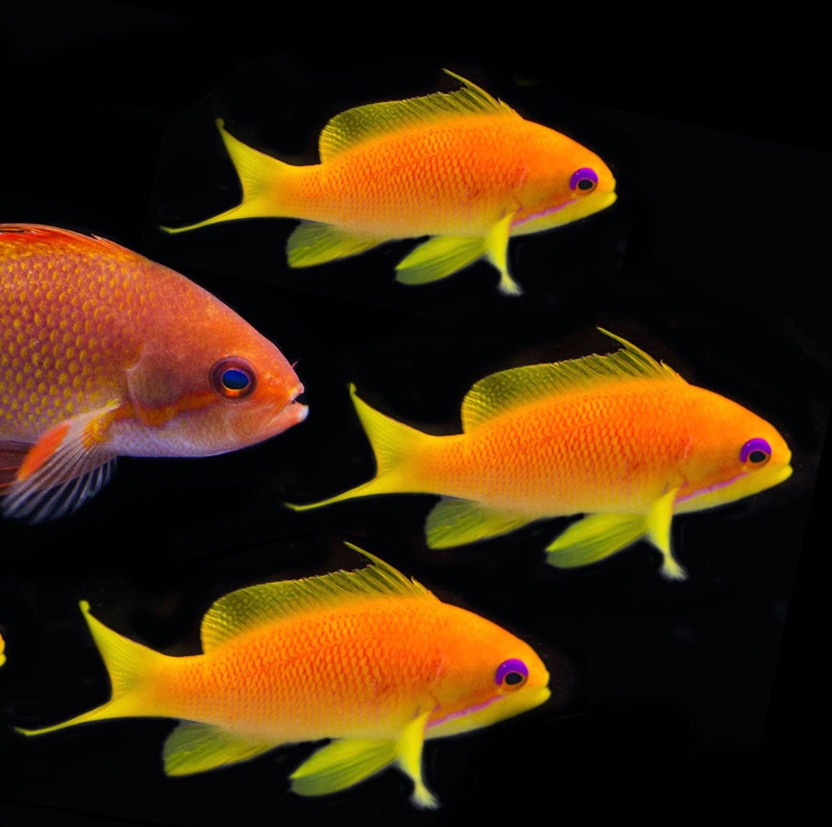 Pre order Anthias