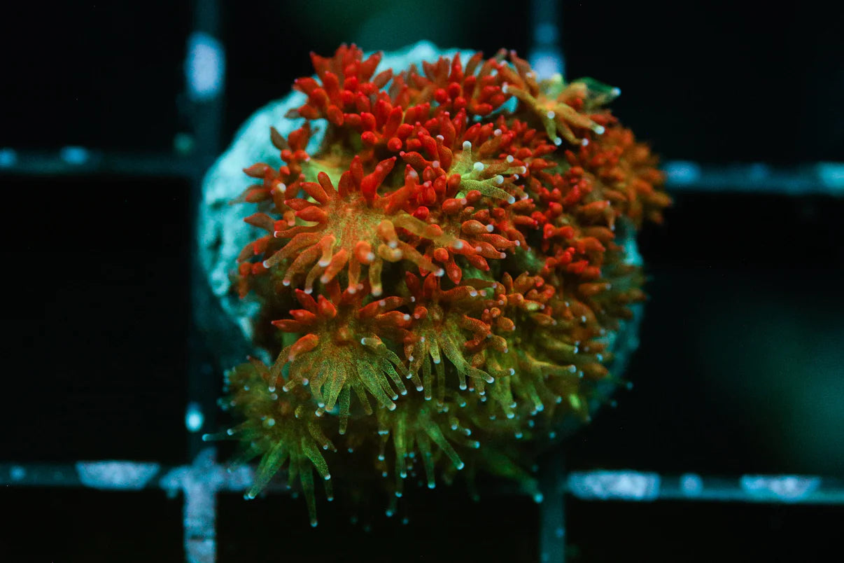 Pre-order Gonipora Frags