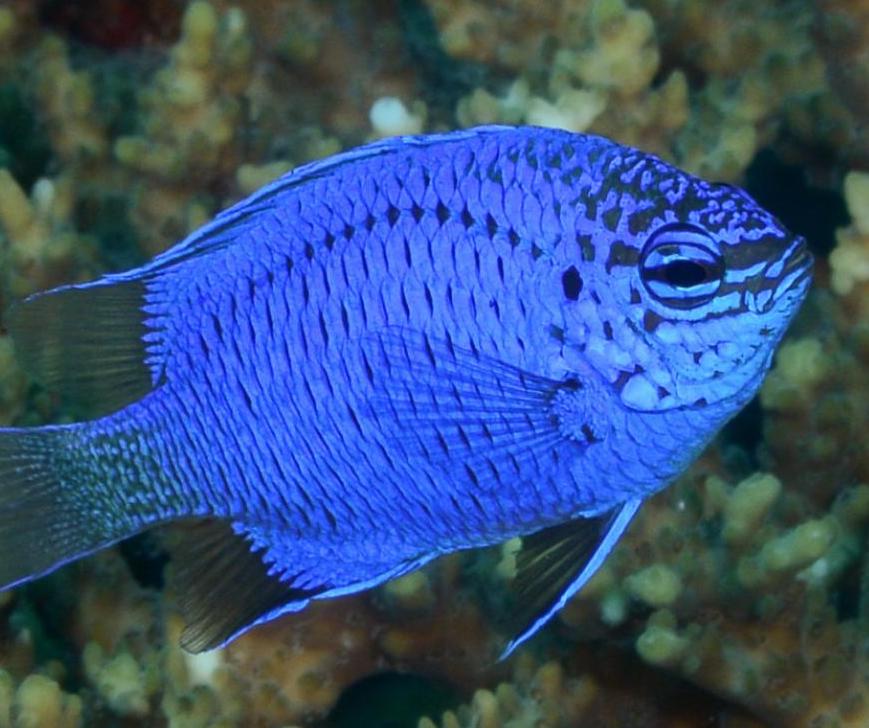 Pre order Chromis/Damsels