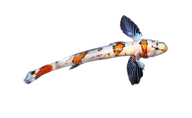 Amikami Goby