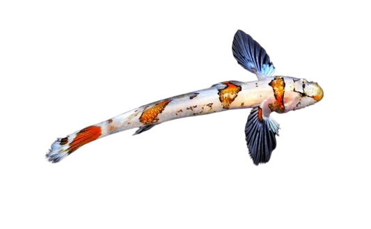 Amikami Goby