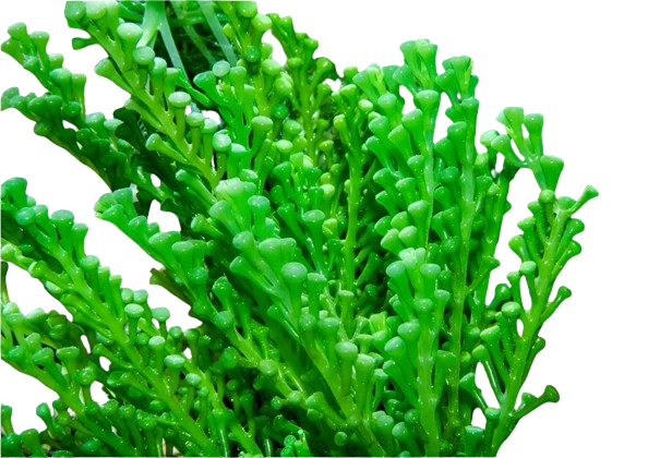 Giant Grape Caulerpa