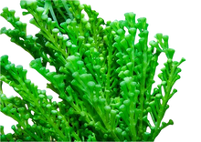 Giant Grape Caulerpa