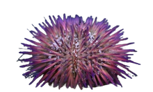 Pin Cushion Urchin - Purple