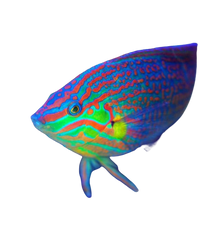 Melanurus Wrasse Female