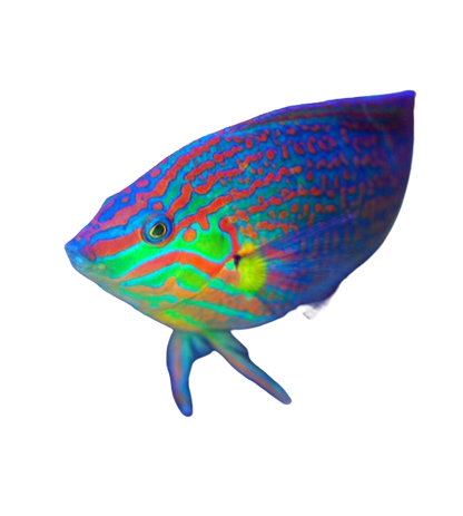 Melanurus Wrasse Female