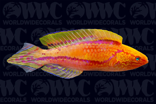 Pintail Fairy Wrasse