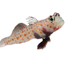 Orange Spot Prawn Goby