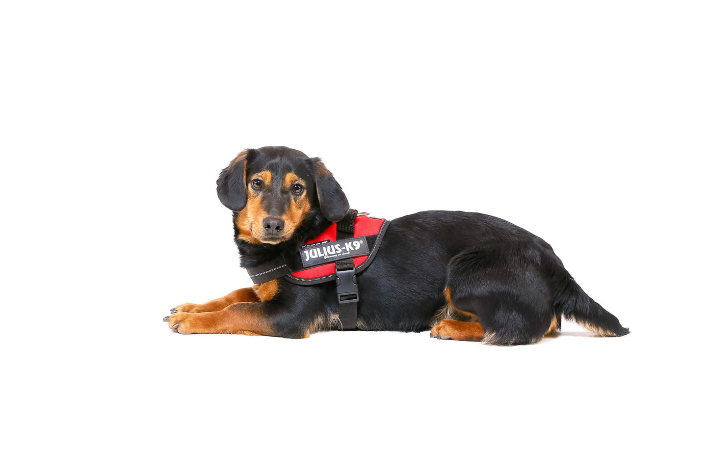 Julius-K9 IDC® Powerharness - Red