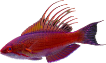 Blue Filamented Flasher Wrasse M