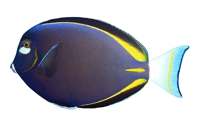 White Cheek Tang ML