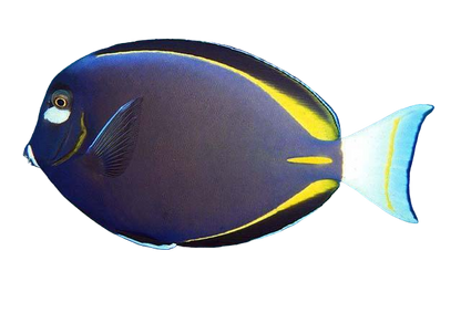 White Cheek Tang ML