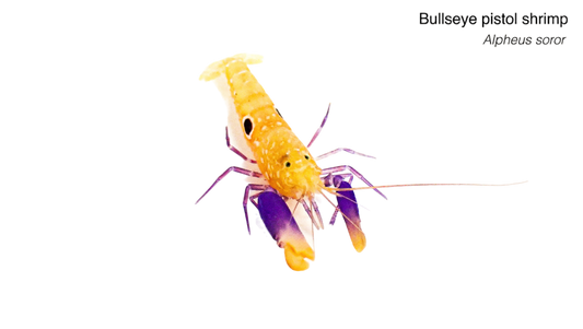 Purple Bullseye Pistol Shrimp