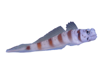 Steinitz Goby