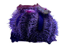 Tuxedo Urchin