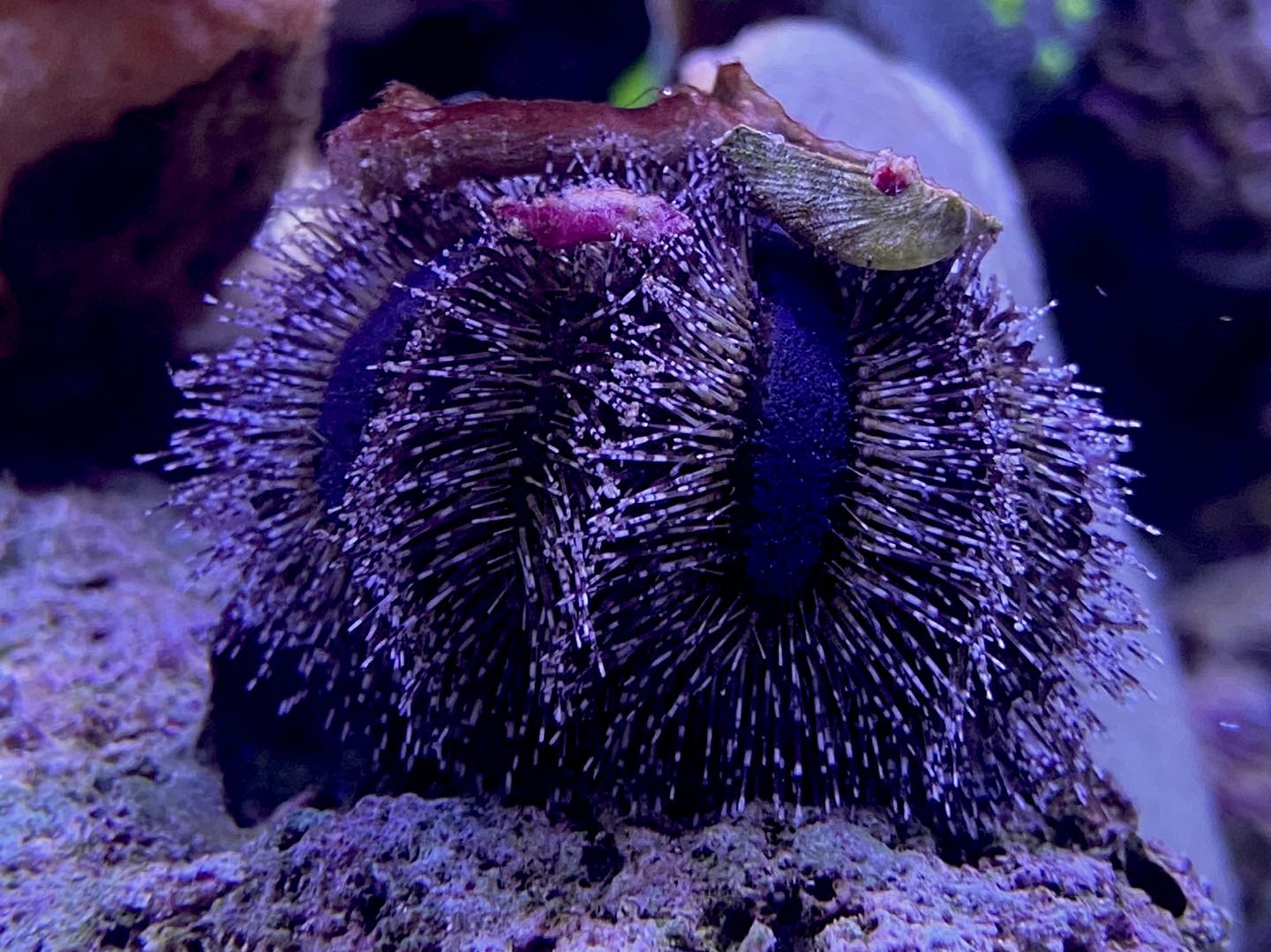 Tuxedo urchin