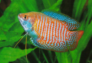 Dwarf Gourami -Colisa lalia