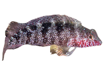 Rosy Blenny