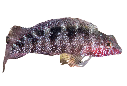 Rosy Blenny