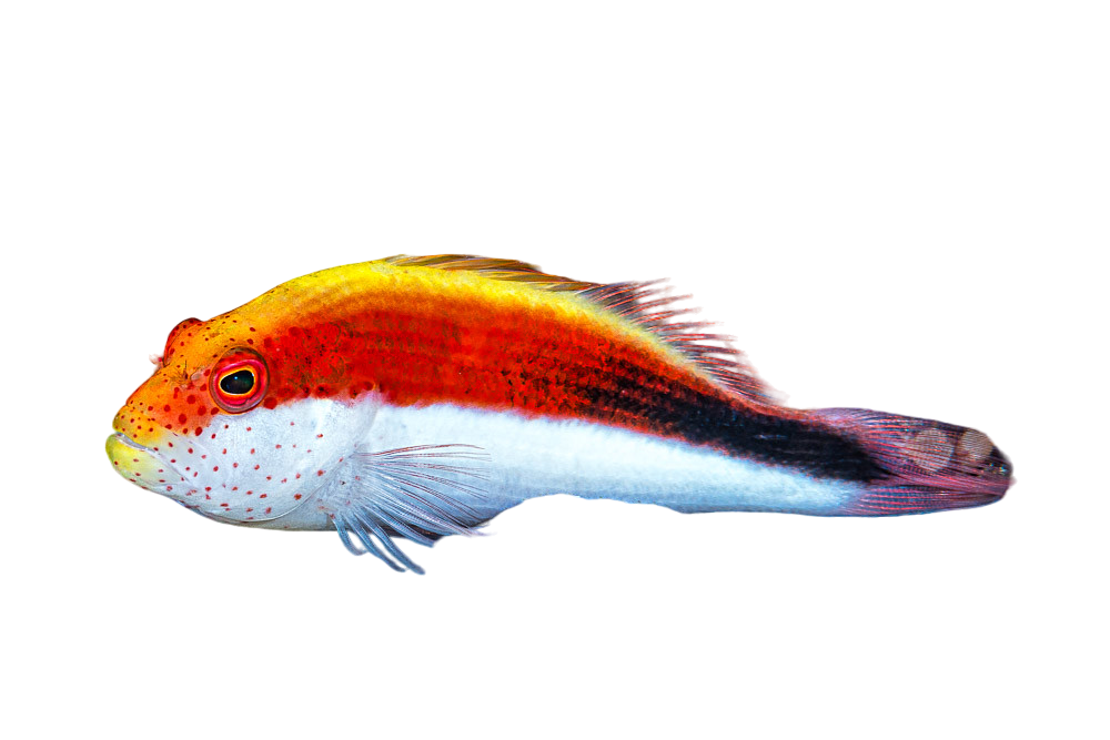 Freckled Hawkfish