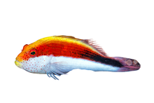 Freckled Hawkfish