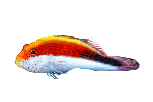 Freckled Hawkfish