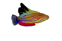 Carpenters Wrasse Male