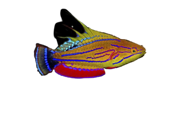 Carpenters Wrasse Female