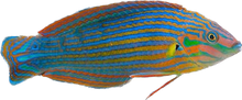 Melanurus Wrasse