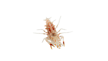 Bongo Shrimp