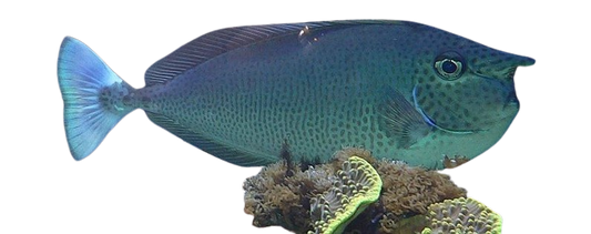 Blue Unicorn Tang SHOW