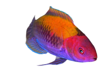 Orangeback Fairy Wrasse