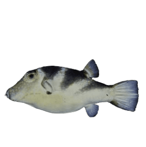 Longnose Puffer