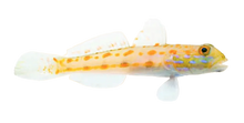 Diamond Goby L