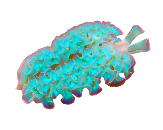 Lettuce Sea Slug - XL SHOW