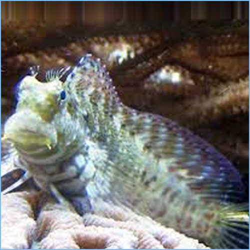 Lawnmower Blenny