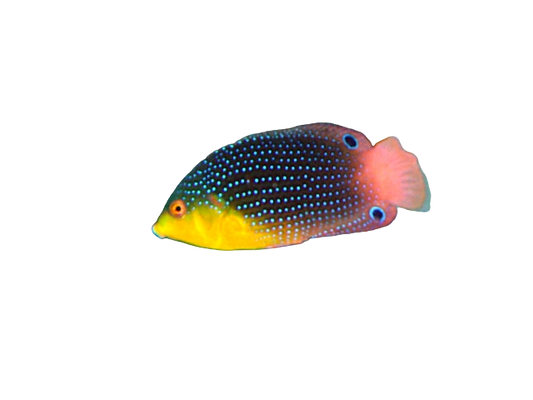 Yellowchest Twist Wrasse M