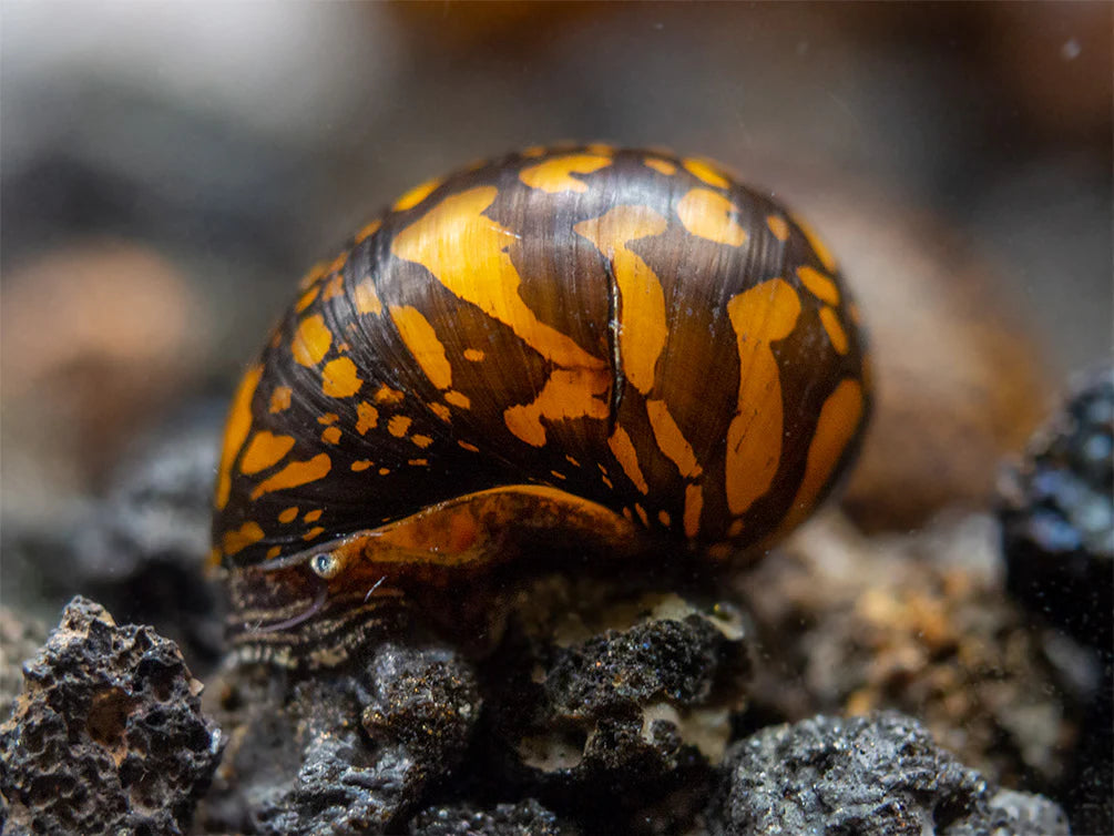 Batik Nerite snail