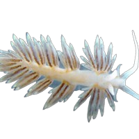 Aptasia Eating Nudibranch