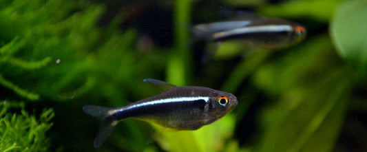 Black Neon Tetra - Hyphessobrycon herbertaxelrodi