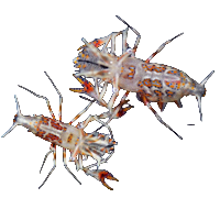 Bongo Shrimp Pair