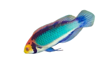 Solar Fairy Wrasse