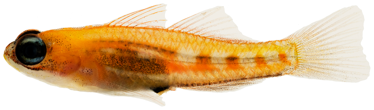 Glass Goby